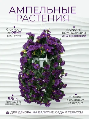 Цветы на балконе - какие лучше посадить на солнечную или северную сторону