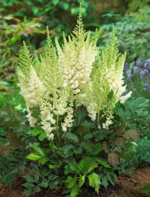 Астильба японская \"Пич Блоссом\" Astilbe x japonica 'Peach Blossom' - купить  саженцы в Минске и Беларуси