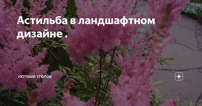 Ажурная астильба - светящаяся звезда укромных уголков сада | Бест Ландшафт