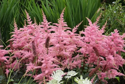 Астильба (Astilbe) - PictureThis