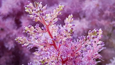 Астильба китайская «Вижн ин Пинк» Astilbe chinensis 'Visions in Pink' -  купить саженцы в Минске и Беларуси