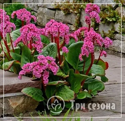 Бадан (Bergenia). Описание, выращивание, посадка и уход | flokus.ru - ландшафтный  дизайн