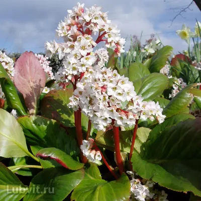 Бадан (Bergenia). Описание, выращивание, посадка и уход | flokus.ru - ландшафтный  дизайн