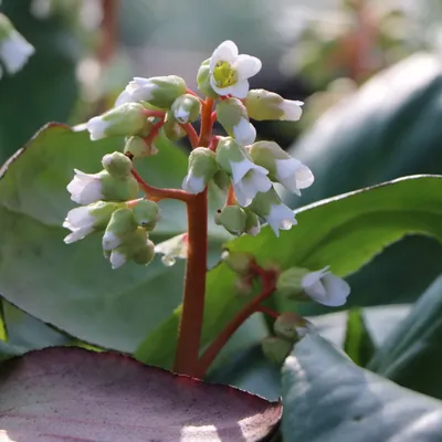 Bergenia 'Dragonfly Angel Kiss', Бадан 'Драгонфлай Эйнджел  Кисс'|landshaft.info