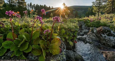 Bergenia 'Dragonfly Angel Kiss', Бадан 'Драгонфлай Эйнджел  Кисс'|landshaft.info