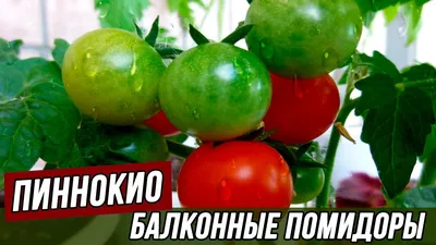 Балконные томаты - Балконное чудо, Жемчужина желтая, Пуговка - YouTube