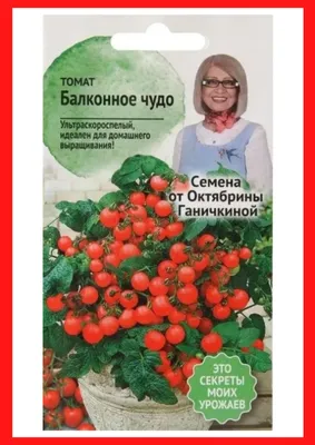 Почему не плодоносят помидоры на подоконнике и как это исправить | Огород  на подоконнике | Дзен