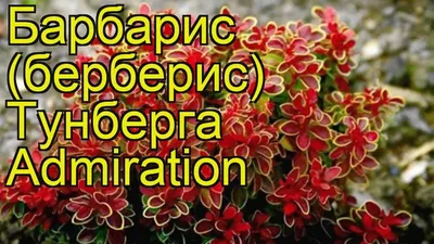 Барбарис тунберга Голден Руби | LuBoCvet