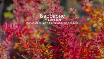 Барбарис Тунберга \"Ауреа\" купить саженцы в Нижнем Новгороде.