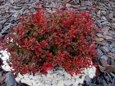 Барбарис тунберга Эректа (код: Berberis thunbergii Erecta)