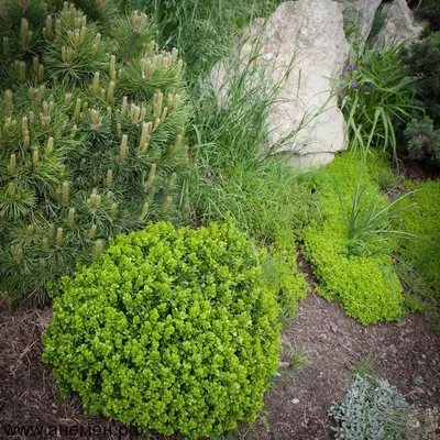 Барбарис Тунберга 'Green Carpet' | Фото