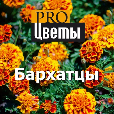 Бархатцы (Tagetes). Описание, выращивание, посадка и уход. Программа PRO  Цветы (ПРО Цветы) | flokus.ru - ландшафтный дизайн