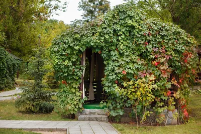 Девичий виноград на беседке. | Garden arch, Outdoor structures, Outdoor