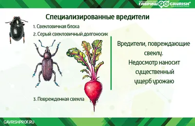 Профессиональная программа защиты столовой свеклы | «Сингента» в России