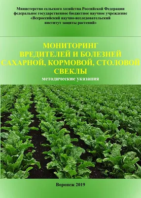 Технологические приемы при первичном семеноводстве свеклы столовой на юге  России | Картофель и овощи