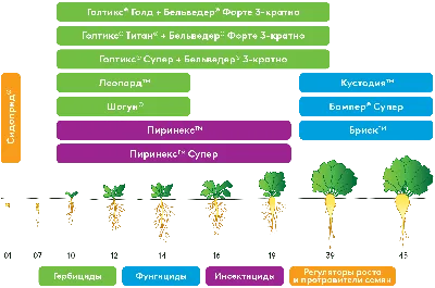 АгроМатематика. Сладко и недорого: как защитить сахарную свеклу с экономией  — Latifundist.com