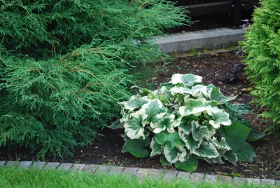 Бруннера сибирская (Brunnera sibirica) - описание сорта, фото, саженцы,  посадка, особенности ухода. Дачная энциклопедия.