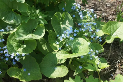 Бруннера крупнолистная Бетти Боуринг (Brunnera Betty Bowring) С1,5 —  Питомник Летний сад