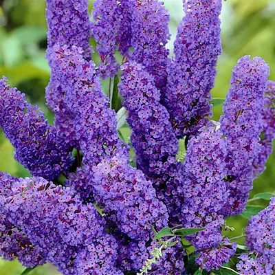 Буддлея, Buddleja, буддлея Давида, буддлея супротивнолистная, буддлея Вейера