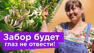 Кустарники и деревья, которые можно посадить около забора или дома |  Интернет-магазин садовых растений