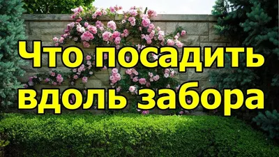 Что посадить вдоль забора? | Озеленение для укрытия от любопытных глаз,  Озеленение вдоль забора, Вечнозеленые кустарники