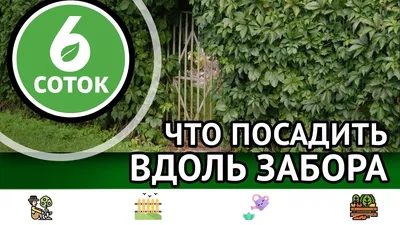 Что посадить вдоль забора: лучшие растения и нюансы их выбора