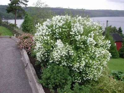 Чубушник Philadelphus