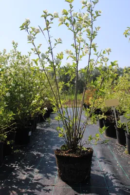 Чубушник венечный (PHILADELPHUS CORONARIUS) по 7 000 ₸ - купить оптом в  Астане