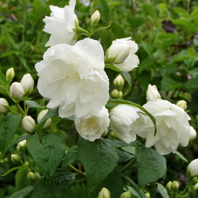 Philadelphus coronarius, Чубушник венечный