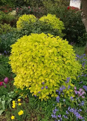 Чубушник венечный, philadelphus coronarius