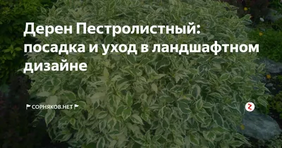 Дерен пестролистные | Plants