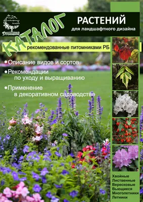 Дерн в саду — красивый и неприхотливый. Виды и сорта. Фото - ЗЕЛЕНАЯ  УСАДЬБА | Zelendvir