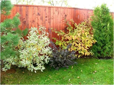 Дерен белый «Элегантиссима» (Cornus alba «Elegantissima») купить для ландшафтного  дизайна в Москве