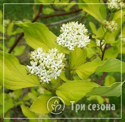 Купить саженцы Дерена белого Сибирика 🌱по цене от 790₽ из питомника с  доставкой | Питомник «Зелёная Фазенда»