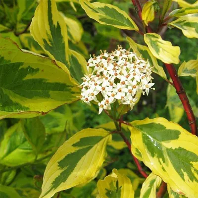 Саженцы Дерен белый Гоучаулти 'Cornus alba Gouchaultii' из питомника  растений Гринстрана купить по цене от 32300 рублей | Описание, фото,  доставка, консультация — Гринстрана.ру