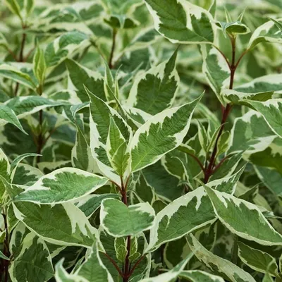 Дерен белый 'Elegantissima', Cornus alba 'Elegantissima' | Фото