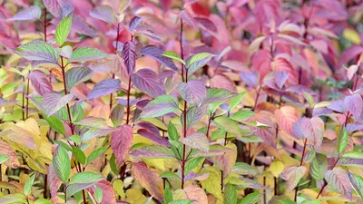 Дерен белый Шпэти (Cornus alba Spaethii) Р9 весна 2024 — Питомник Летний сад