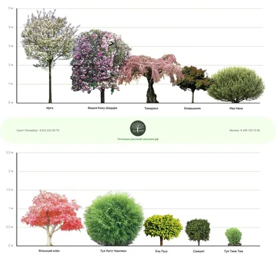 Декоративные деревья в ландшафтном дизайне садового участка | Эксперты -  \"ЛесоБиржа\"