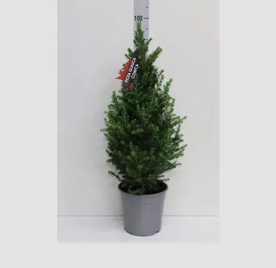 Канадская ель Коника. Продажа Picea glauca Conica в Петербурге