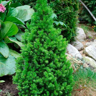 Beautiful Gravel Garden with Unique Trees