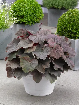 Гейхера американская Милтинг Файер (Heuchera micrantha Melting Fire) 2л,  цена в Санкт-Петербурге от компании Вилла-планта (садовый центр и питомник  растений, ландшафтное бюро)