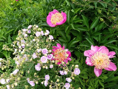 Семена Цветов Герань садовая кроваво-красная (Geranium Sanguineum) 3 сем.  купить