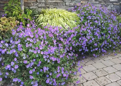 Герань \"Geranium Rozanne\" | LeafGarden