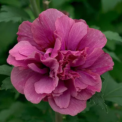 Гибискус сирийский Чайна Шифон (Hibiscus syriacus China Chiffon) Р9 —  Питомник Летний сад