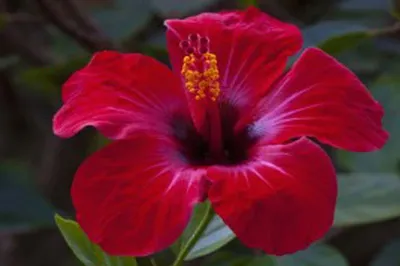 Arboretum Hibiscus Siriacus