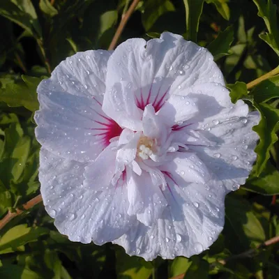 Гибискус сирийский Лавендер Шифон (Hibiscus syriacus Lavender Chiffon) Р9 —  Питомник Летний сад