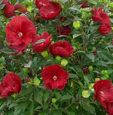 Гибискус сирийский \"\"Блу берд\"\" Hibiskus Syriacus Blue Bird (S. Oiseau BL)  1/2 STD\" (ID#984879205), цена: 1100 ₴, купить на Prom.ua