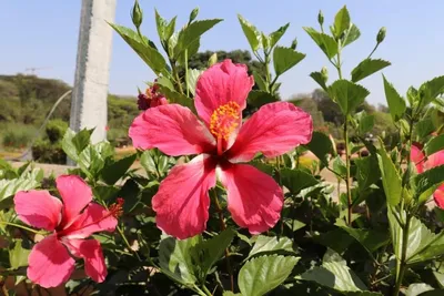 Гибискус сирийский Вайт Шифон (Hibiscus syriacus White Chiffon) С3 —  Питомник Летний сад