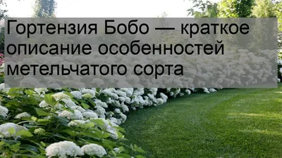 Подруга научила выращивать гортензии в кашпо и рассказала секрет грунта,  чтобы росли пышными и красивым | КЛУМБА И ТЯПКА | Дзен