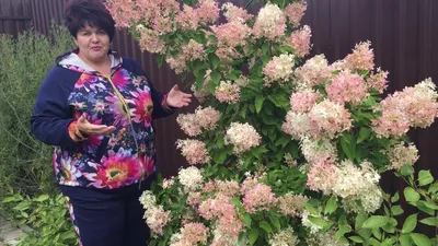 Cumpărați Hortensia Paniculata Phantom la 120 MDL de la producător